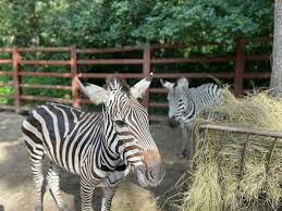 Zoo Sibiu